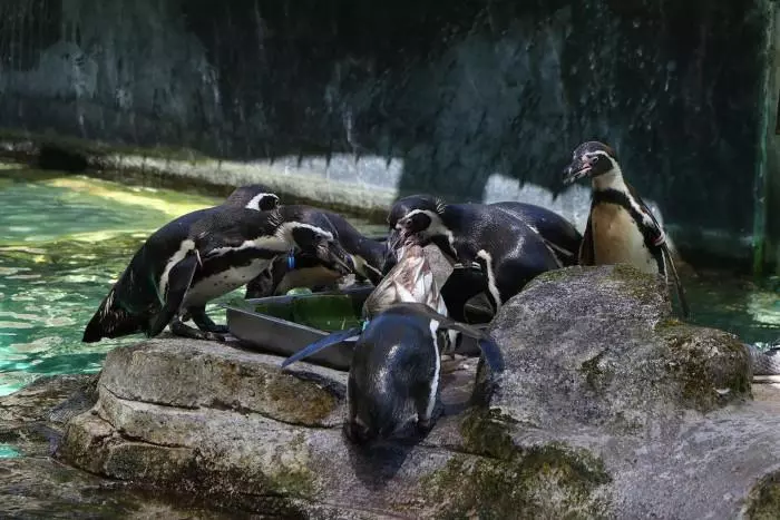 foto penguin di Taman Safari Prigen